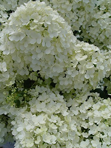 Bobo® Hardy Hydrangea