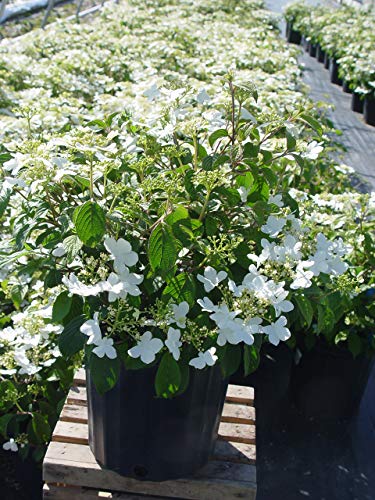 Summer Snowflake Viburnum