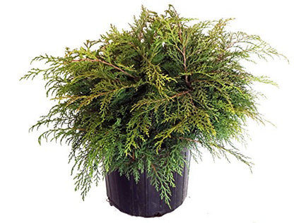 Russian Cypress