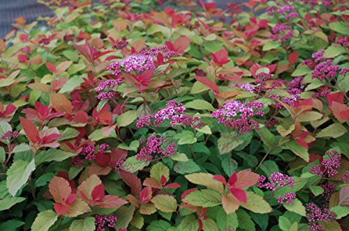 Double Play® Big Bang™ Spirea