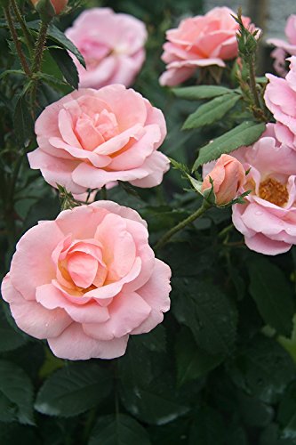 The Peachy Knock Out® Rose