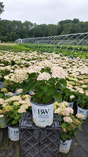 Invincibelle Wee White® Smooth hydrangea