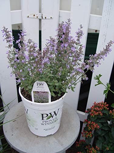 Cat's Meow Catmint