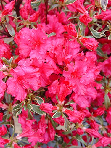 Arctic Rose Azalea