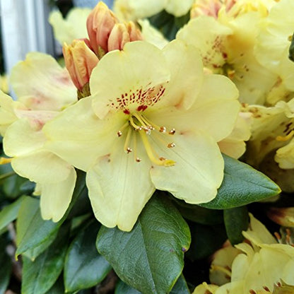 Gold Prinz Rhododendron