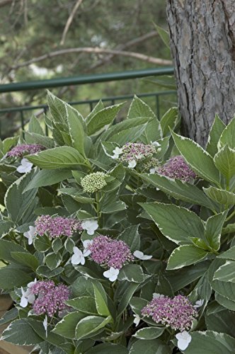 Light O Day Hydrangea