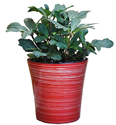 Jacob Christmas Rose - Red Holiday Pot