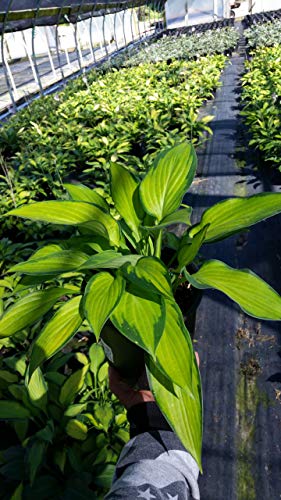 Pauls Glory Hosta