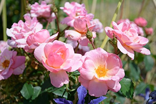 The Peachy Knock Out® Rose