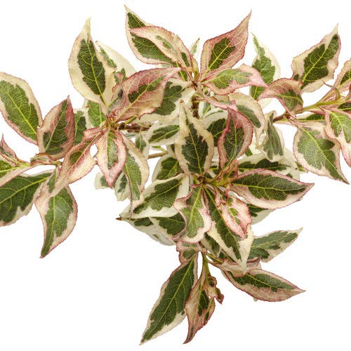 My Monet® Weigela