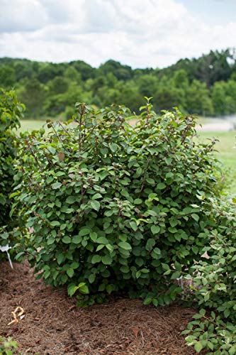 Opening Day&#8482; Doublefile Viburnum