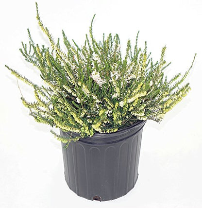 ERICA CARNEA WHITE
