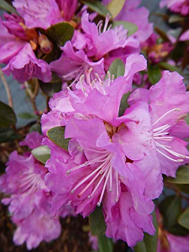 PJM Elite Rhododendron