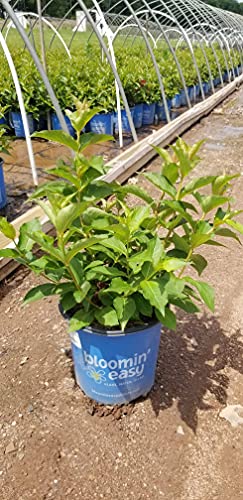 Maroon Swoon&#8482; Weigela