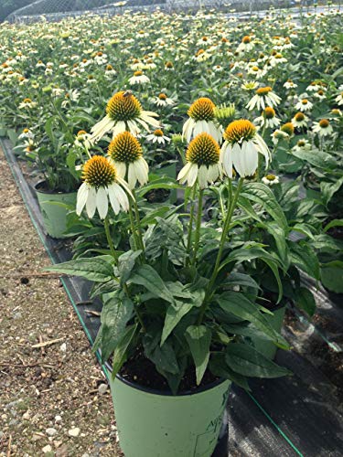 Happy Star Coneflower