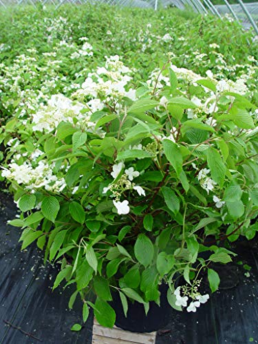 Mariesii Viburnum