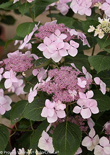 Let's Dance® Diva! Reblooming Hydrangea