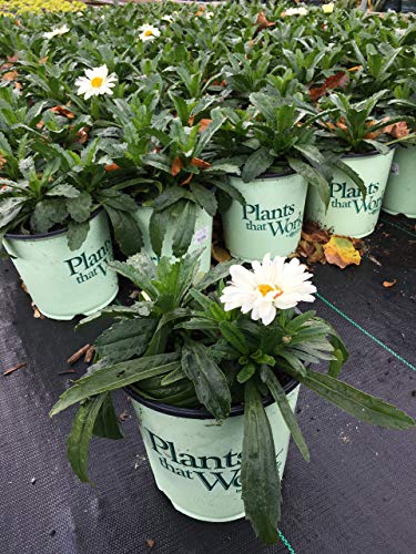 Spoonful Of Sugar Shasta Daisy