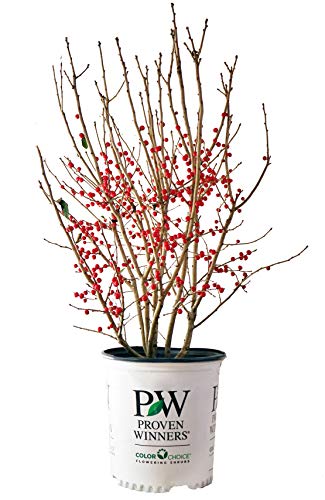 Little Goblin® Red Winterberry