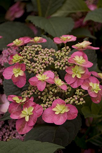 Tuff Stuff™ Red Mountain Hydrangea