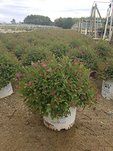 Double Play® Artisan® Spirea