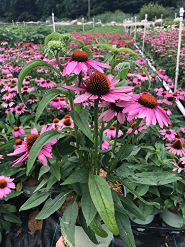 Prairie Splendor Coneflower