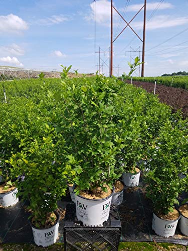 Azurri Blue Satin® Rose of Sharon