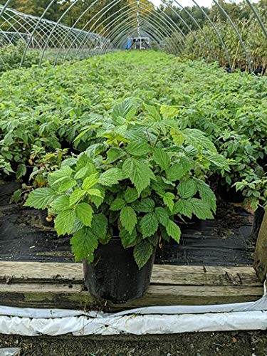 Carolina Raspberry Tree Carolina Raspberry – Green Promise Farms