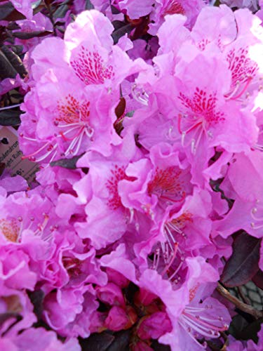 Midnight Ruby Rhododendron