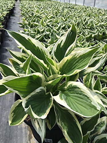 Patriot Hosta