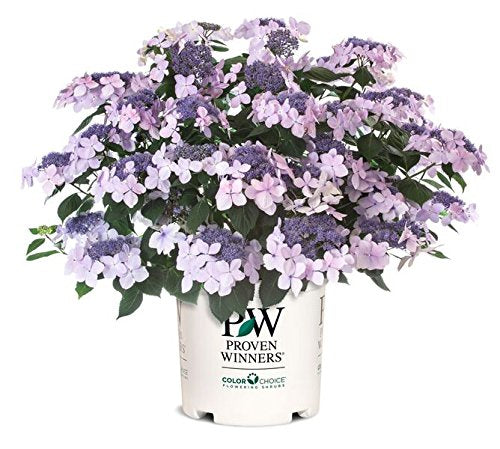 Let's Dance® Diva! Reblooming Hydrangea