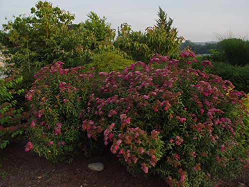 Anthony Waterer Spirea