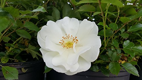 White Flower Carpet Rose