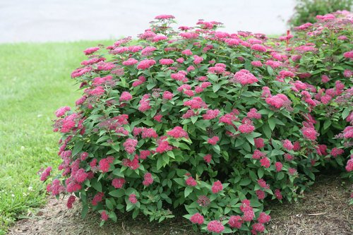 Double Play® Red Spirea