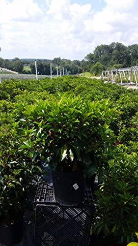 Red Bandit Mountain Laurel