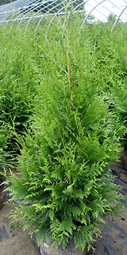 Green Giant Western Arborvitae