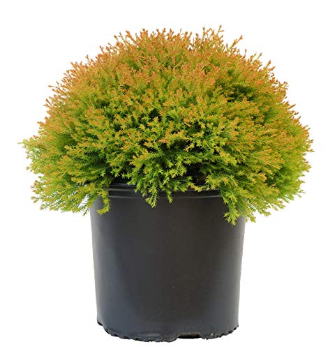 Fire Chief™ Globe Arborvitae