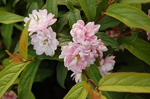 Pink Flowering Almond