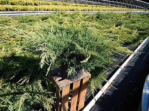 Gold Star® Juniper