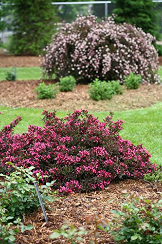 Spilled Wine® Weigela