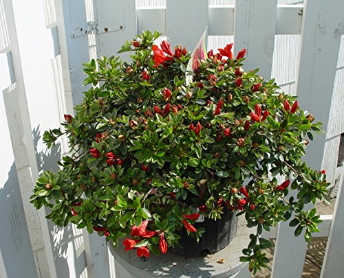 Joseph Hill Evergreen Azalea