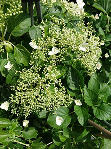 Climbing Hydrangea