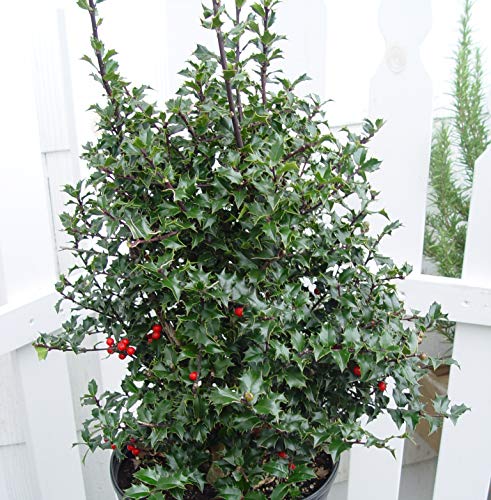 Red Beauty Holly