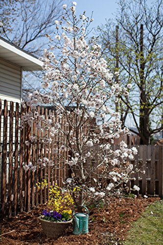 Centennila Blush™ Magnolia