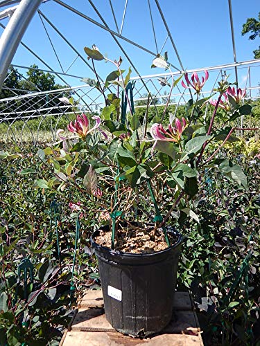 Peaches and Cream Honeysuckle