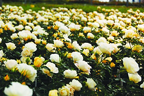 Popcorn Drift® Groundcover Rose