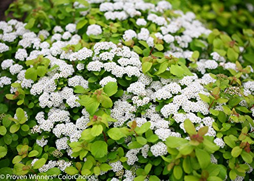 Glow Girl® Birchleaf Spirea