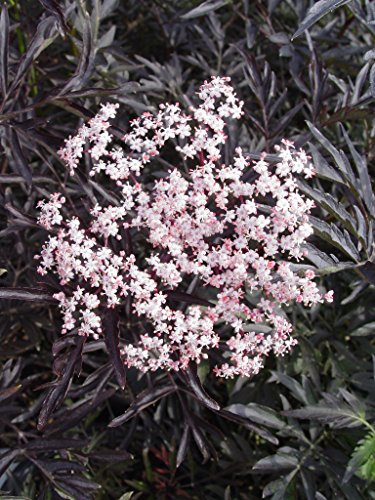 Black Lace® Elderberry