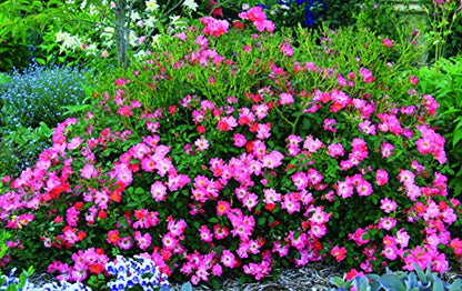 Pink Drift® Rose