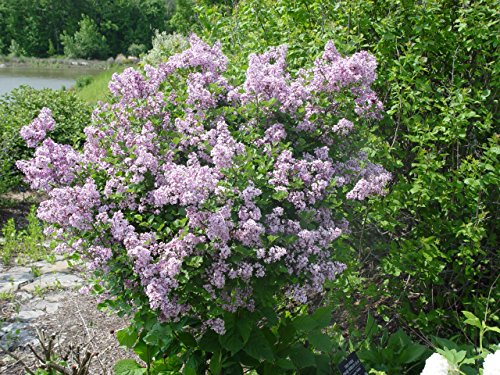 Dwarf Korean Lilac